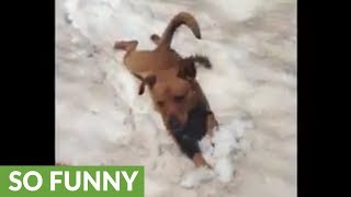 Playful dog body slides down snow-covered mountain peak