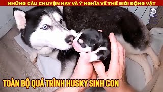 Toàn Bộ Quá Trình Chú Chó Husky Lần Đầu Sinh Con Review Con Người Và Cuộc Sống