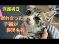 [保護初日②]疲れきった表情で膝の上で寝落ちる子猫。