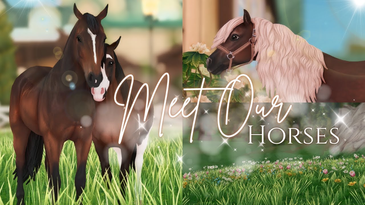 Meet Our Lesson Horses || SSO RRP