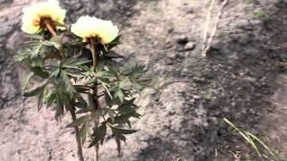 Suffruticosa High Noon | R2 Flowers BV | Peonies