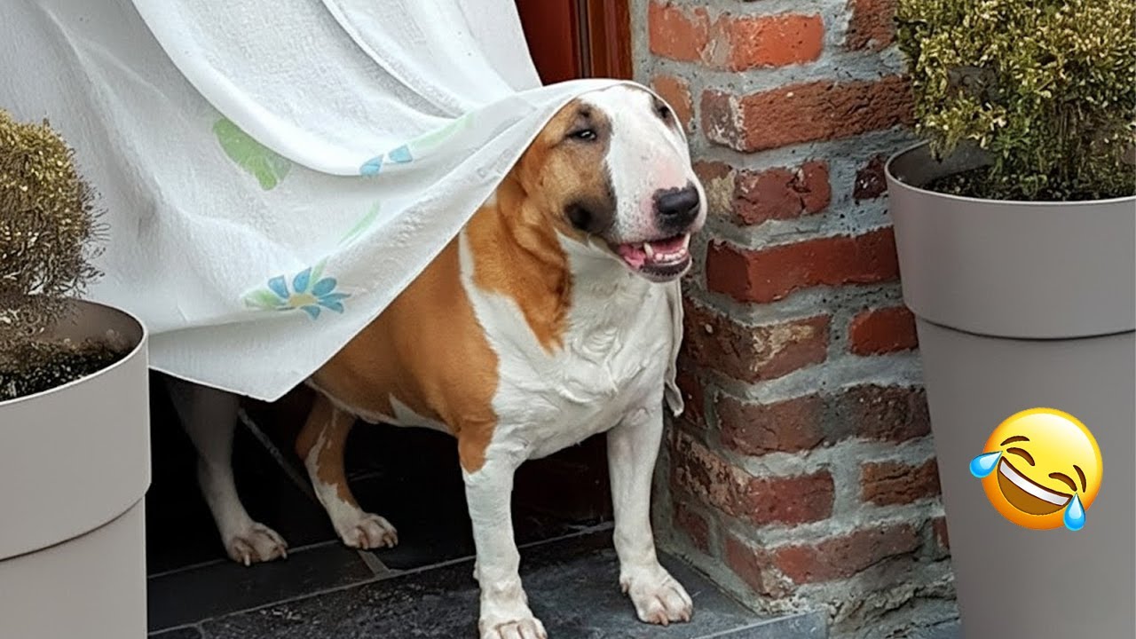 You Can’t Watch This Without Smiling 🐶😆