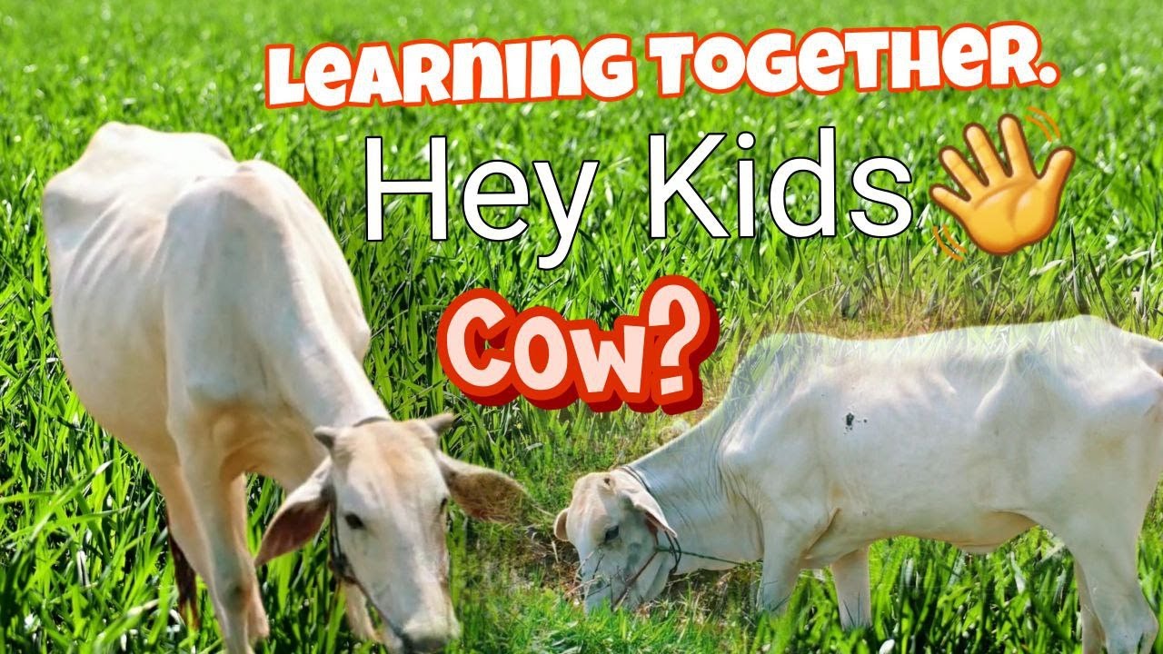 Funny Cow Activities for Kids | Learning Fun for Children 2024