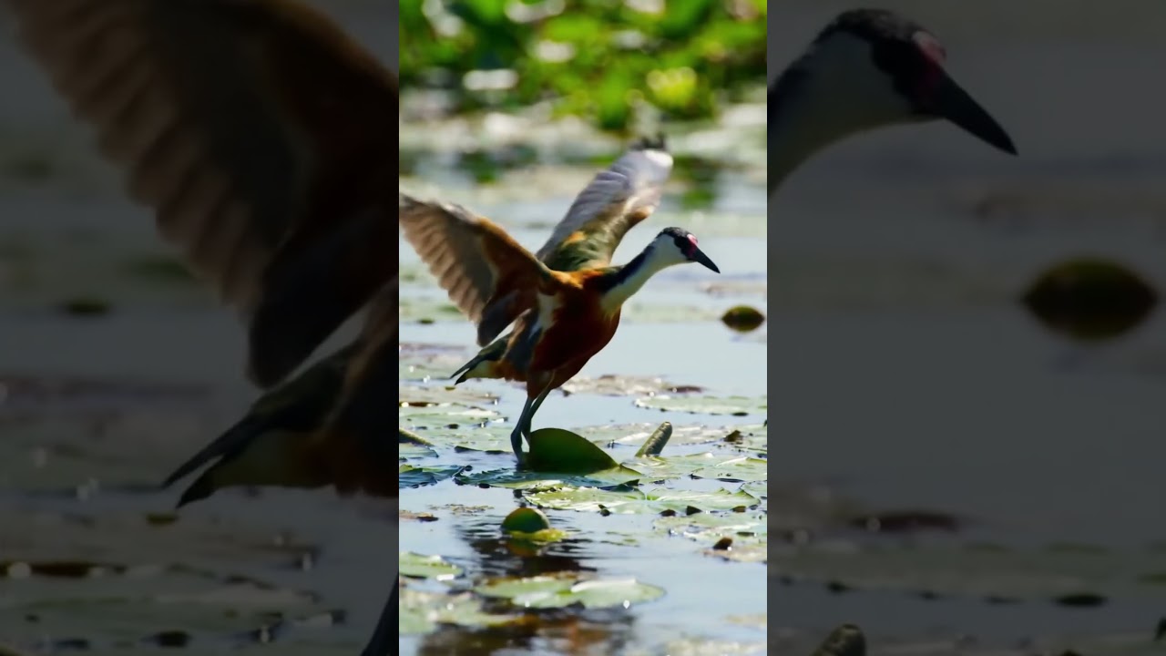 Northern Jacana Bird Sound — Clear Alarm Call (Jacana spinosa) 