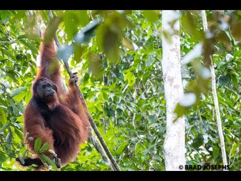 Borneo Orangutans of Kinabatangan Wildlife Sanctuary - YouTube
