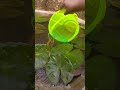 we are growing 💗#malayalam #viralshorts #fish #guppy #guppyfish #guppy_valarthal_malayalam