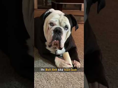 Video: 15 giống chó thích lười biếng