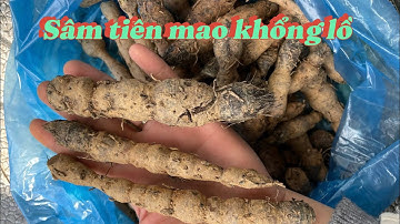 Sâm tiên mao khổng lồ chữa liệt dương, sâm cau đỏ rừng, rễ tam thất, sâm macca pêru, sâm dây rừng