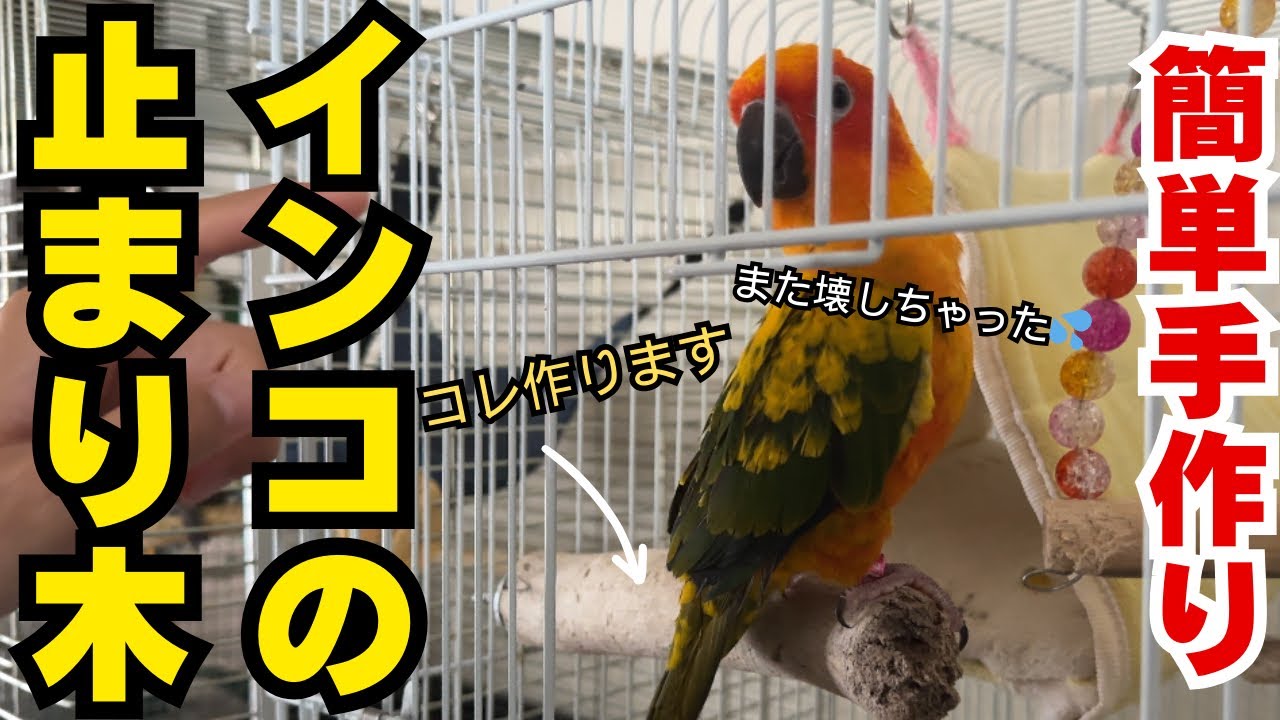 DIY】愛鳥さんの止まり木を自分で作ってみよう！ - YouTube