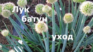 Лук батун - уход