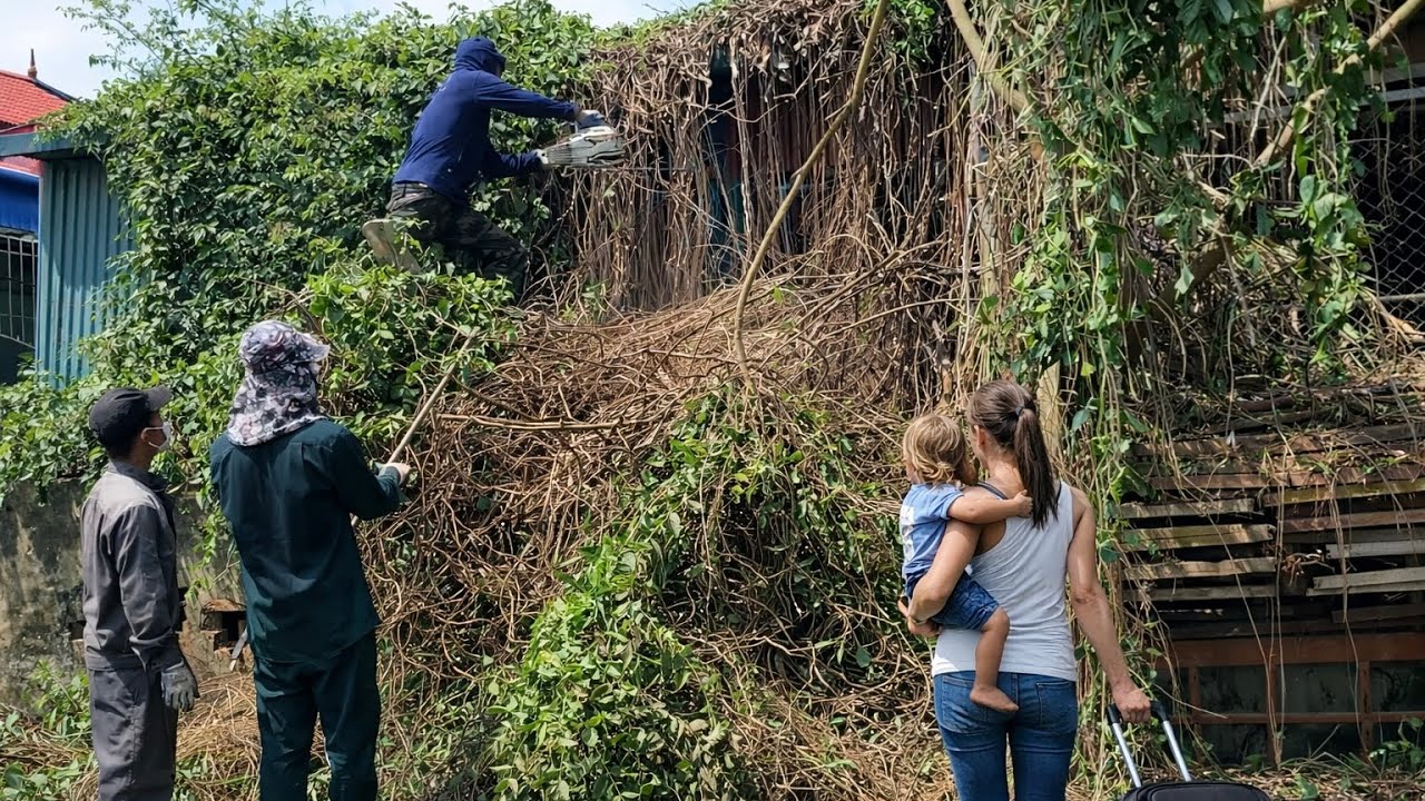 Huge Vegetation Covered the Roof of an Abandoned Carpentry Workshop | Extreme Cleanup