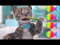 Play Fun Pet Care - Little Kitten Preschool - Fun Educational Learning Games For Children