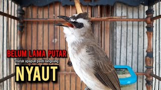 trucukan gacor TARUNG ROPEL PANJANG pancingan trucukan agar bunyi jadikan burung trucuk gacor EMOSI