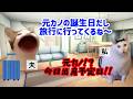 【スカッと猫ミーム】出産予定日に「元カノと旅行行くわw」と家を出た夫→病院に現れたので義両親の前で離婚届を叩きつけた結果w #猫ミーム