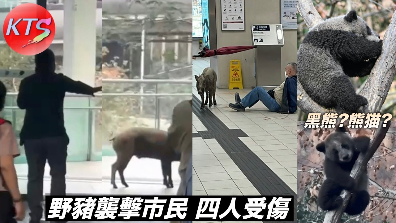 野豬烏溪沙站襲擊市民 四名途人被襲受傷送院 四川熊貓🐼變黑熊