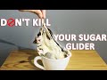 13 Mistakes That Shorten Your Sugar Glider&#39;s Life | Sugar Glider Lifespan