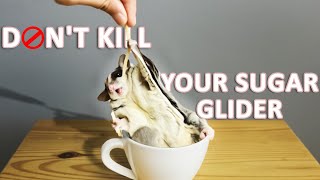 13 Mistakes That Shorten Your Sugar Glider's Life | Sugar Glider Lifespan