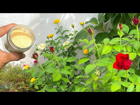 Video: Trồng Hồng Aster: Một số giống hồng Aster phổ biến là gì