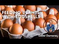 How to feed plants with eggshells to give them a calcium boost
