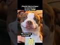 He’s showing off🥹 #fyp #viral #animals #dog #dogs #adopt #cute #aww #fypシ #shorts #ytshorts #yt #aw