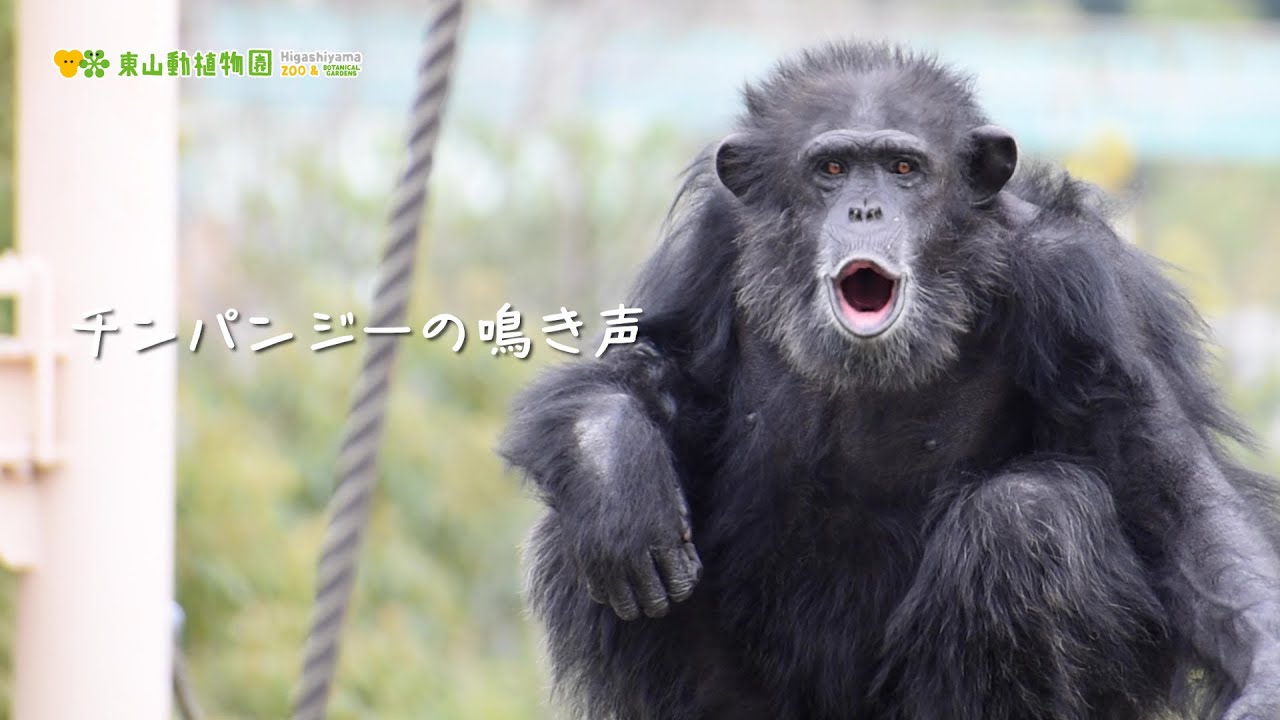 東山動植物園公式】チンパンジーの鳴き声（リュウのディスプレイ