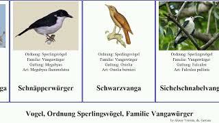 Vogel, Ordnung Sperlingsvögel, Familie Vangawürger bird Passeriformes Dreifarben-Brillenwürger