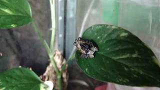 Theloderma asperum