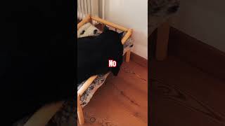 Never Insult Me Again I Am Not Fatwhy You Brought This Tiny Silly Bed To My House?