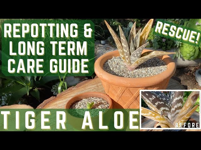 How to Sterilize Pumice & Sand for Cactus Seed Starting (Peyote soil mix) 
