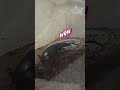 식사중인 넓적사슴벌레(A stag beetle)