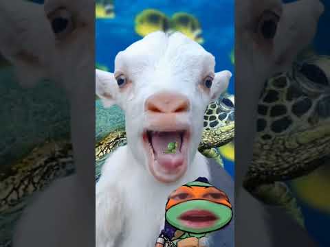 goat ninja turtles