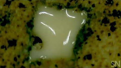 Aphid soldiers repair nests with their own goo | Science News