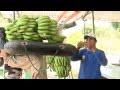 BOOM BANANERO EN PIURA CON APOYO DE AGROIDEAS. Agro TV   Programa 1