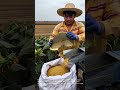 Sunflower Seed Harvesting: Using a Portable Thresher on Fresh Sunflower Heads