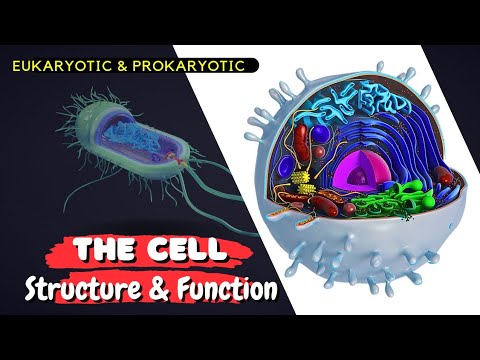 This One Cell Structure Has Everyone Confused: Prokaryote Or Eukaryote?