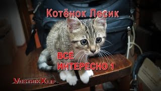 Лесик Всё интересно1 Лесик Всё интересно1