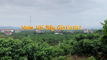 Vườn Vải Bây Giờ Có Gì?. Thăm Vườn Vải.   Đồi Vải Mênh Mông Rộng Lớn Ở Lục Ngạn.