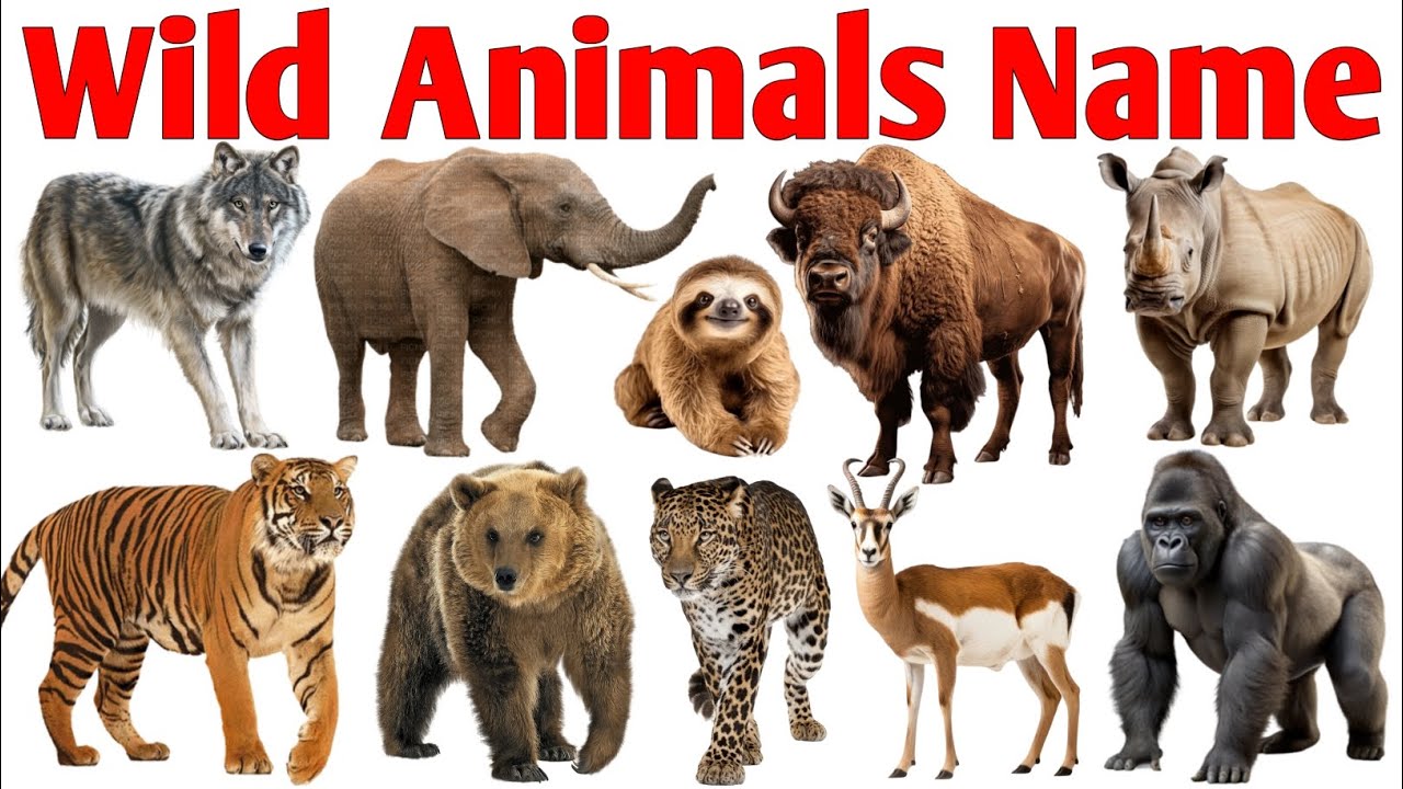 20 Wild Animals Name in English for Kids | Jungle Animals Learning ...