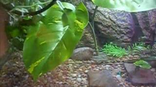 Chinese Water Dragon Enclosure Setup