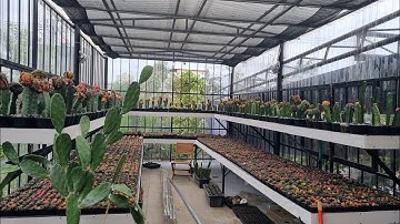 Ghé thăm vườn xương rồng tuyệt đẹp và hiện đại | XƯƠNG RỒNG TAM KỲ