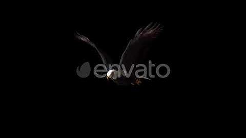 Eagle Fly With Flower | Motion Graphics - Envato elements