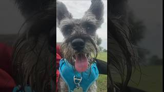 This Mini Schnauzer is Almost 1 Year of Age  (working towards the standard)