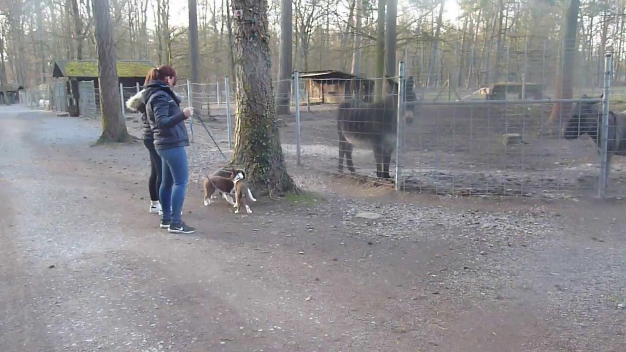 Quince Tree G Wurf Vogelpark Hambrucken 3 Youtube