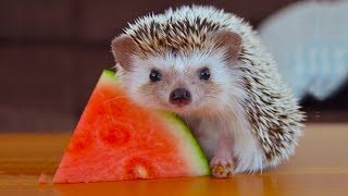 CUTEST Tiny Hedgehog Eating Food |  Funny Everyday Compilation