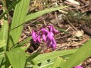 Video: Orchideje pěstitelské zóny 8: Jaké jsou mrazuvzdorné orchideje pro zahradu