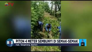 Evakuasi Ular Piton 4 Meter di Semak Semak #BuletiniNewsSiang 05/02