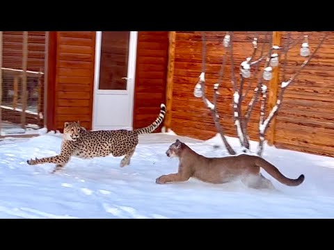 Видео: Новый уровень отношений пумы Месси и гепарда Герды! Коты устроили гонки по снегу!