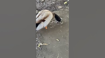 Thumbnail of PATO V5 #ducks #pato #music #nostalgia #dance