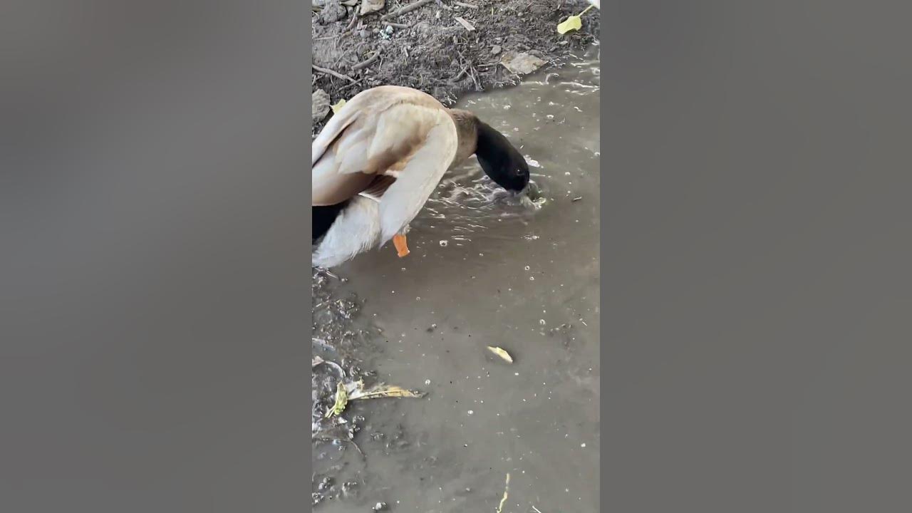PATO V5 #ducks #pato #music #nostalgia #dance