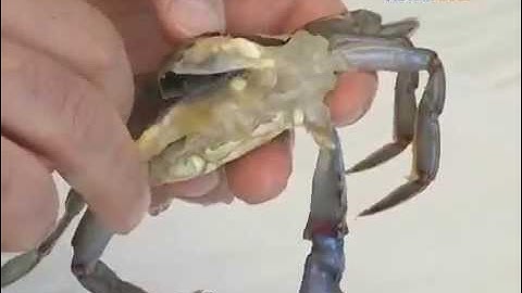 How to Clean a Soft Shell Crab